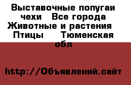 Выставочные попугаи чехи - Все города Животные и растения » Птицы   . Тюменская обл.